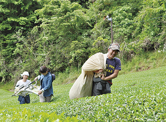 収穫した茶葉を運ぶ佐々木健さん（手前）休日を利用して藤沢市の職員が摘み取り体験に来ていた＝松田町寄の茶畑