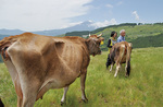 大野山にやってきたジャージー牛　＝薫る野牧場