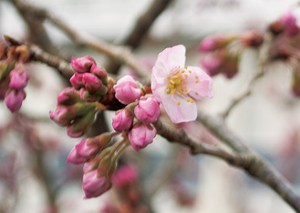 咲きだした春めき＝３月６日、春木径