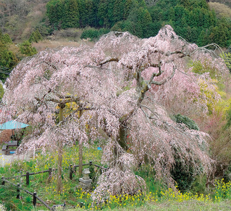 樹齢２５０年といわれる土佐原のしだれ桜