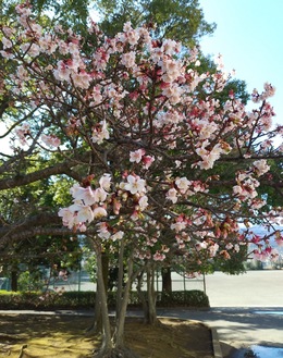 日に日に開花数が増す桜＝１月29日撮影、南足柄市体育センター