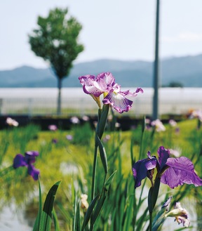 紫や白の花が咲く花菖蒲園（６月１日撮影）
