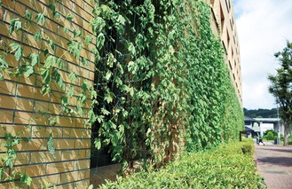 役場庁舎南側の緑のカーテン（８月３日撮影）