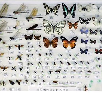 展示されている昆虫標本