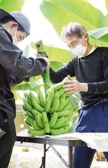 １本ずつ慎重にバナナを収穫する磯崎さん（右）
