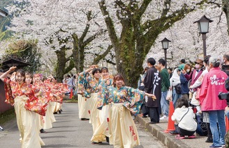 桜並木を進む踊り子たち