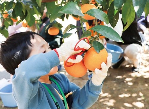 甘夏もぎ体験を行う子ども