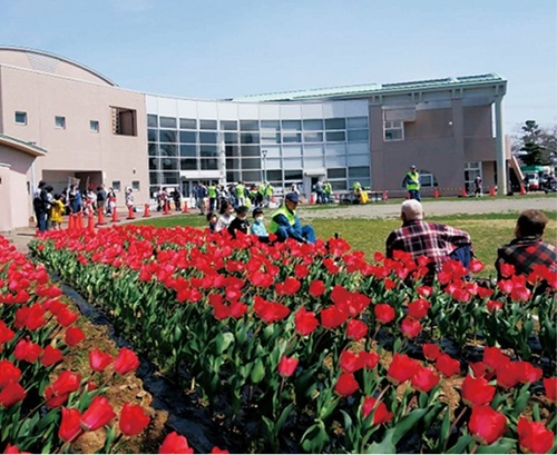 色鮮やかなチューリップ＝過去