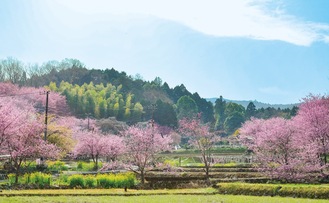 里山に際立つ紅色