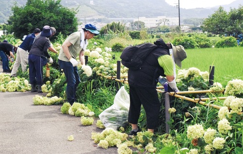 暑さの中ハサミを使い手際よく剪定していくボランティアたち