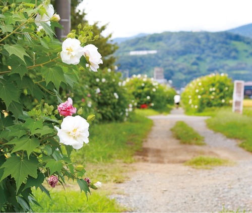 開花が進む酔芙蓉＝9月23日撮影