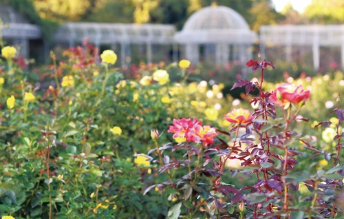 園内アルカディア広場周囲に広がるバラ園＝10月30日撮影