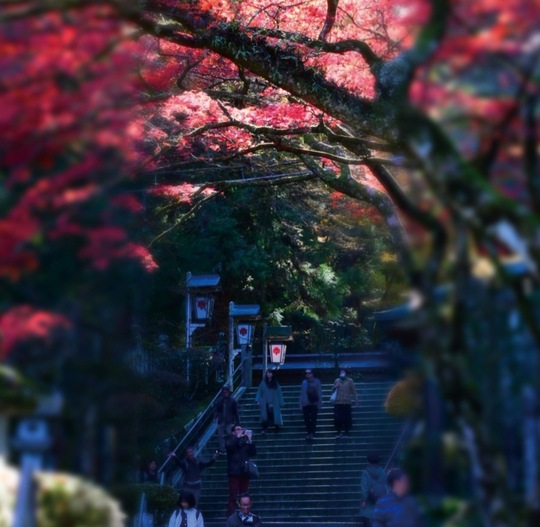 紅葉のアーチをくぐる階段＝昨年