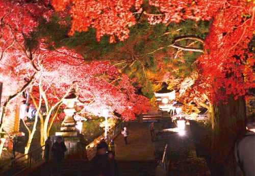 境内へと続く階段は紅葉がライトアップされ絶好の撮影スポット