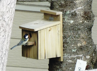 巣箱の住民はシジュウカラ