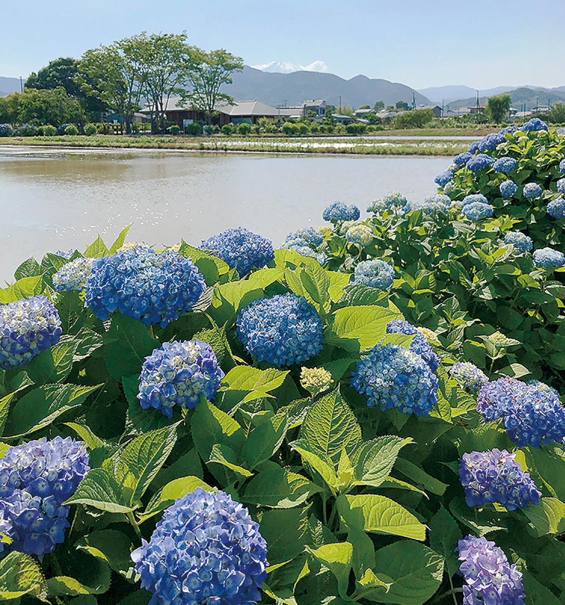 開成町 田園地帯のアジサイ ひとあし早く開花 足柄 タウンニュース