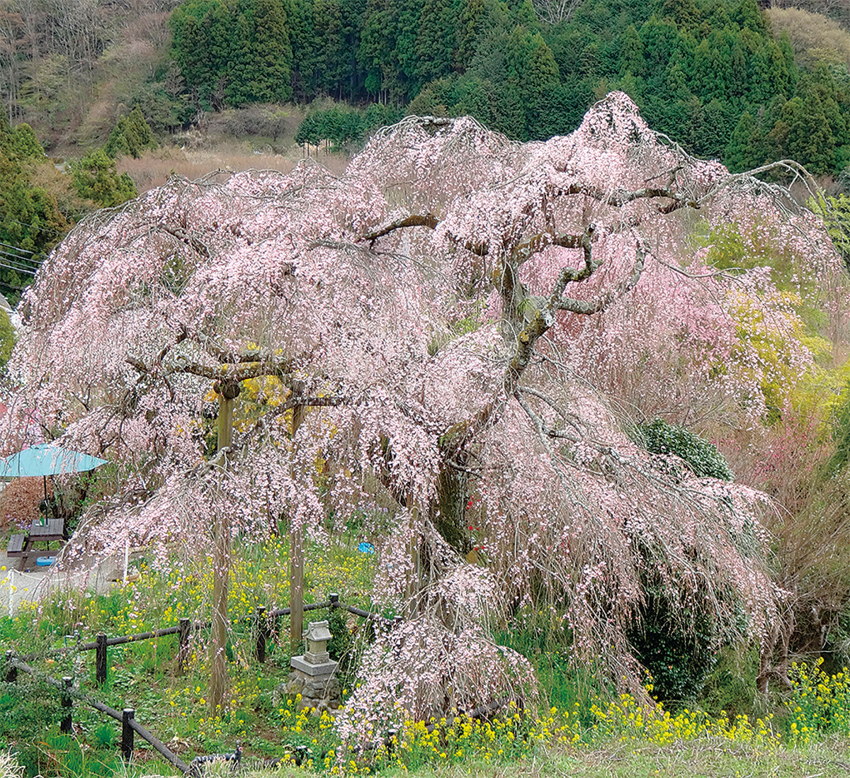 寄しだれ桜まつり