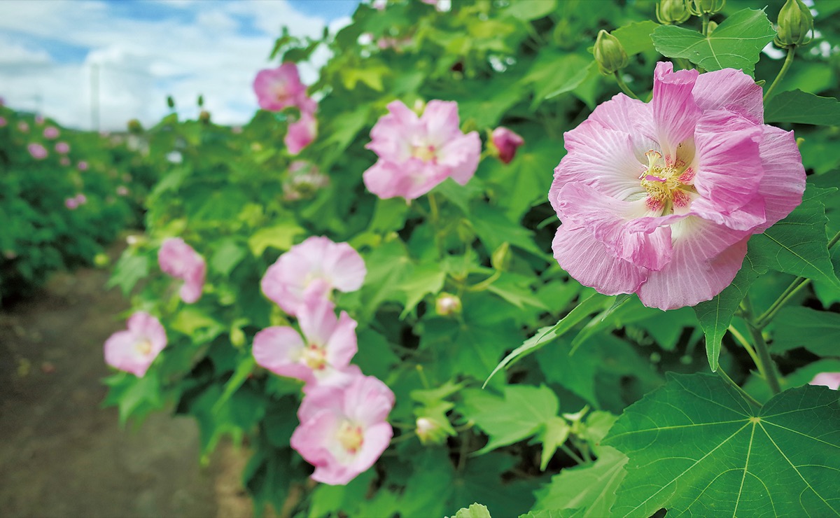 白からピンクへ酔芙蓉 まつり中止も花は盛り 足柄 タウンニュース