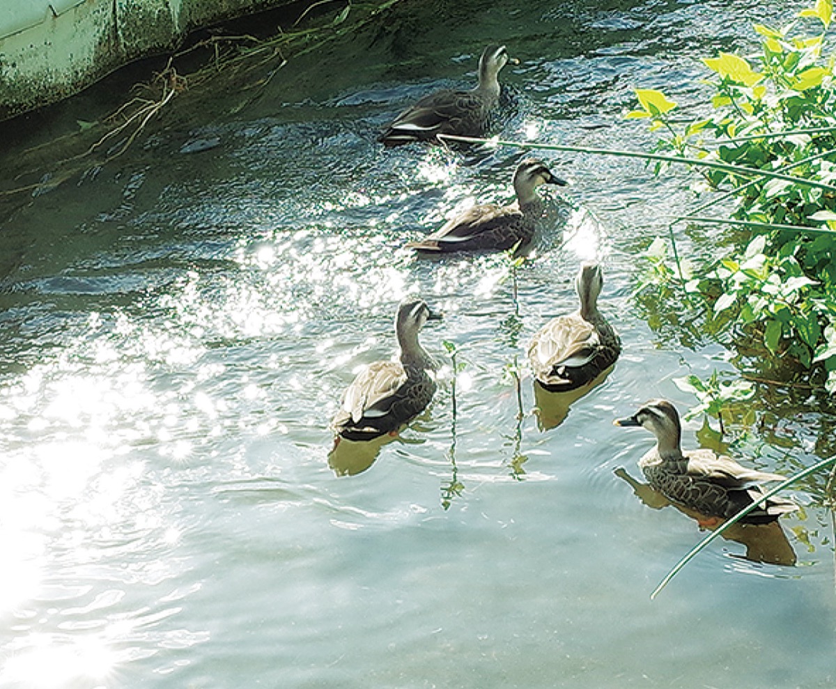 カルガモの群れ