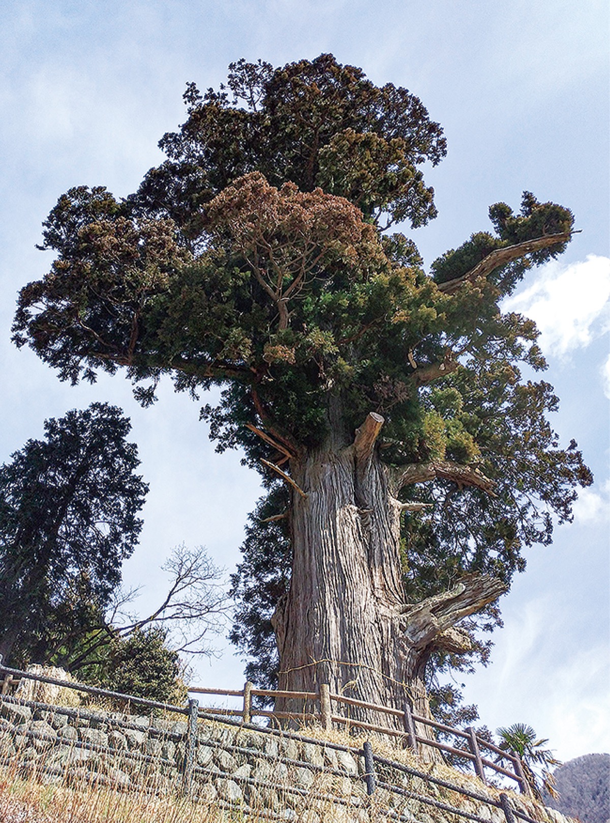 樹齢二千年の箒杉