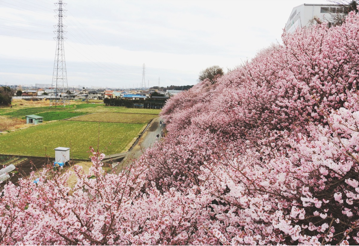 神奈川県南足柄市・一ノ堰ハラネの春めき桜が見ごろ