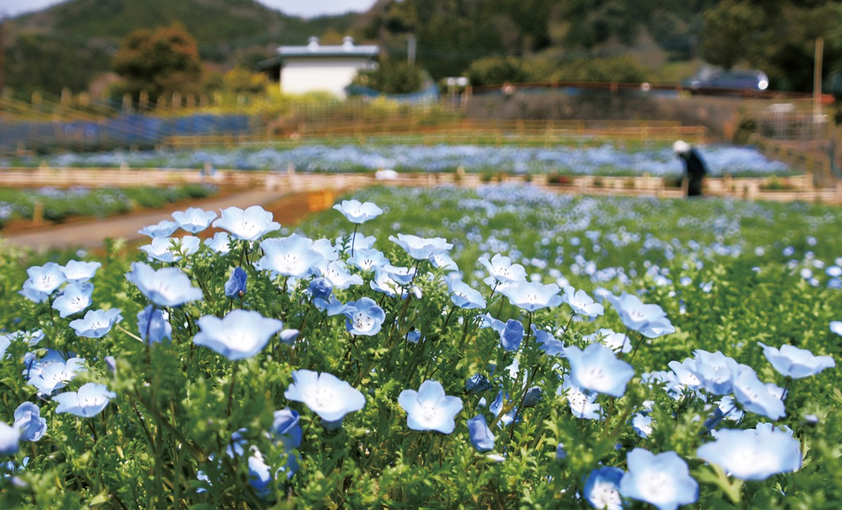 瑠璃色の｢お花畑｣に