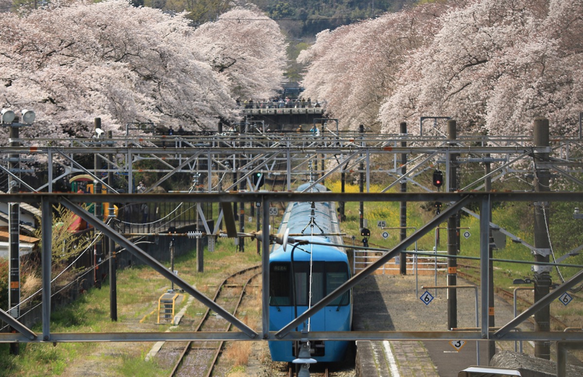 桜の中を電車が走る