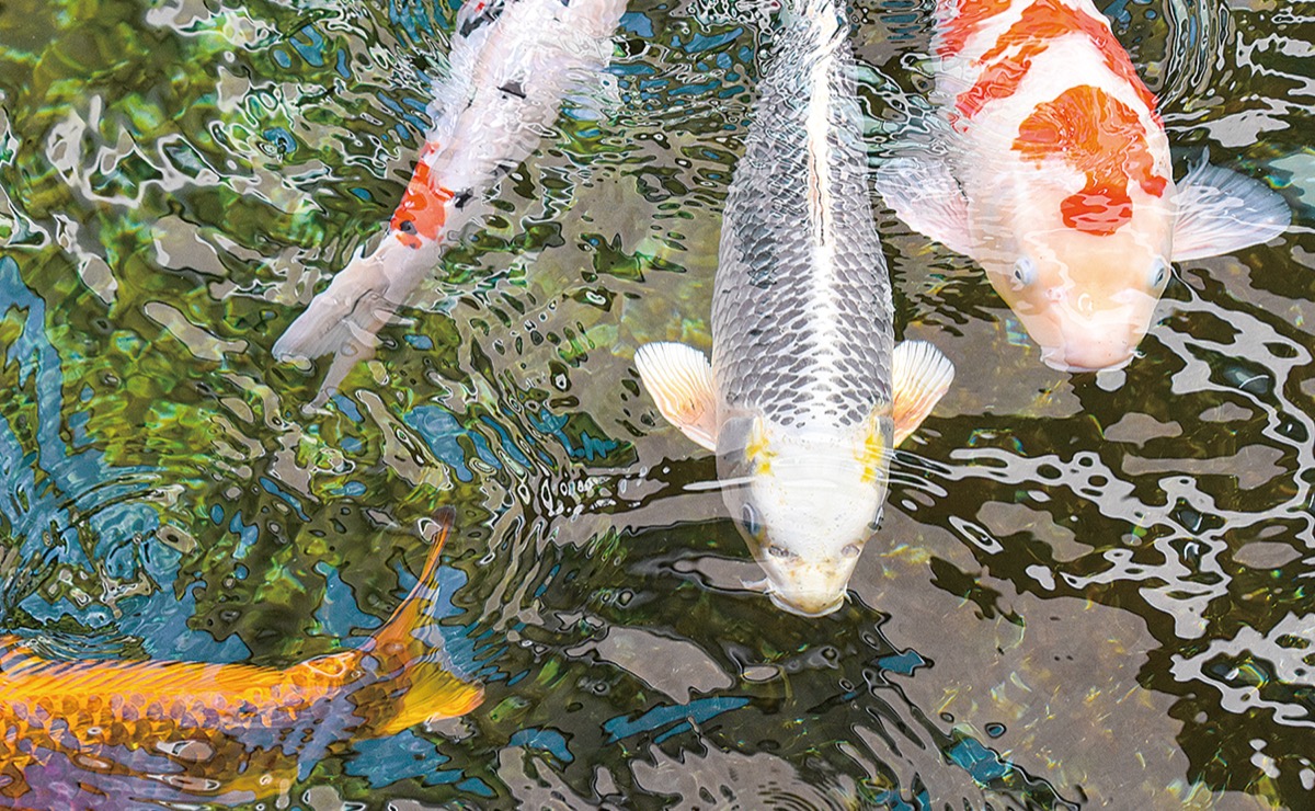 人の顔に見える 武尾医院のニシキゴイ 足柄 タウンニュース