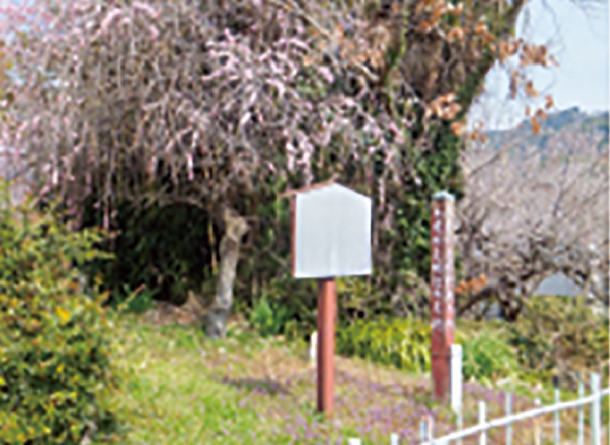 鎌倉殿と県西地域