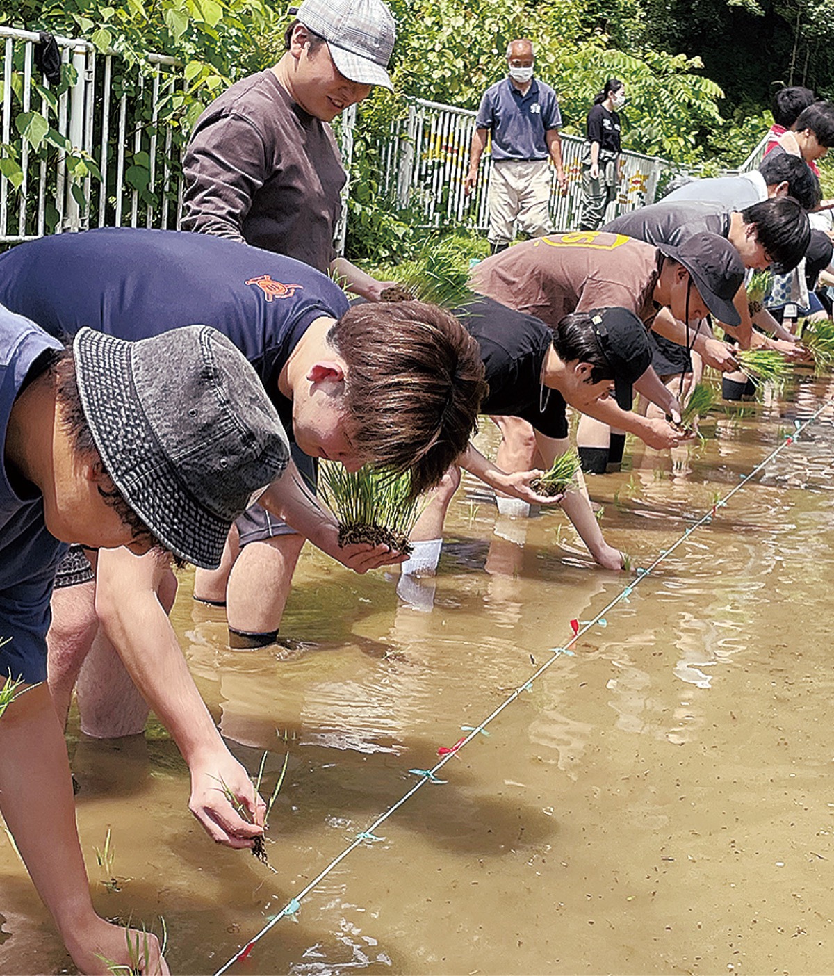一列になって苗を植える学生たち