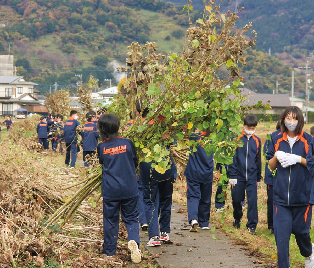 中学生が酔芙蓉を片付け