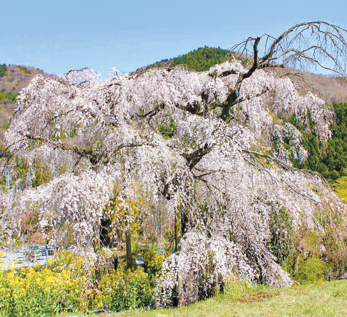 松田町寄地区 個性ある五大しだれ桜 | 足柄 | タウンニュース