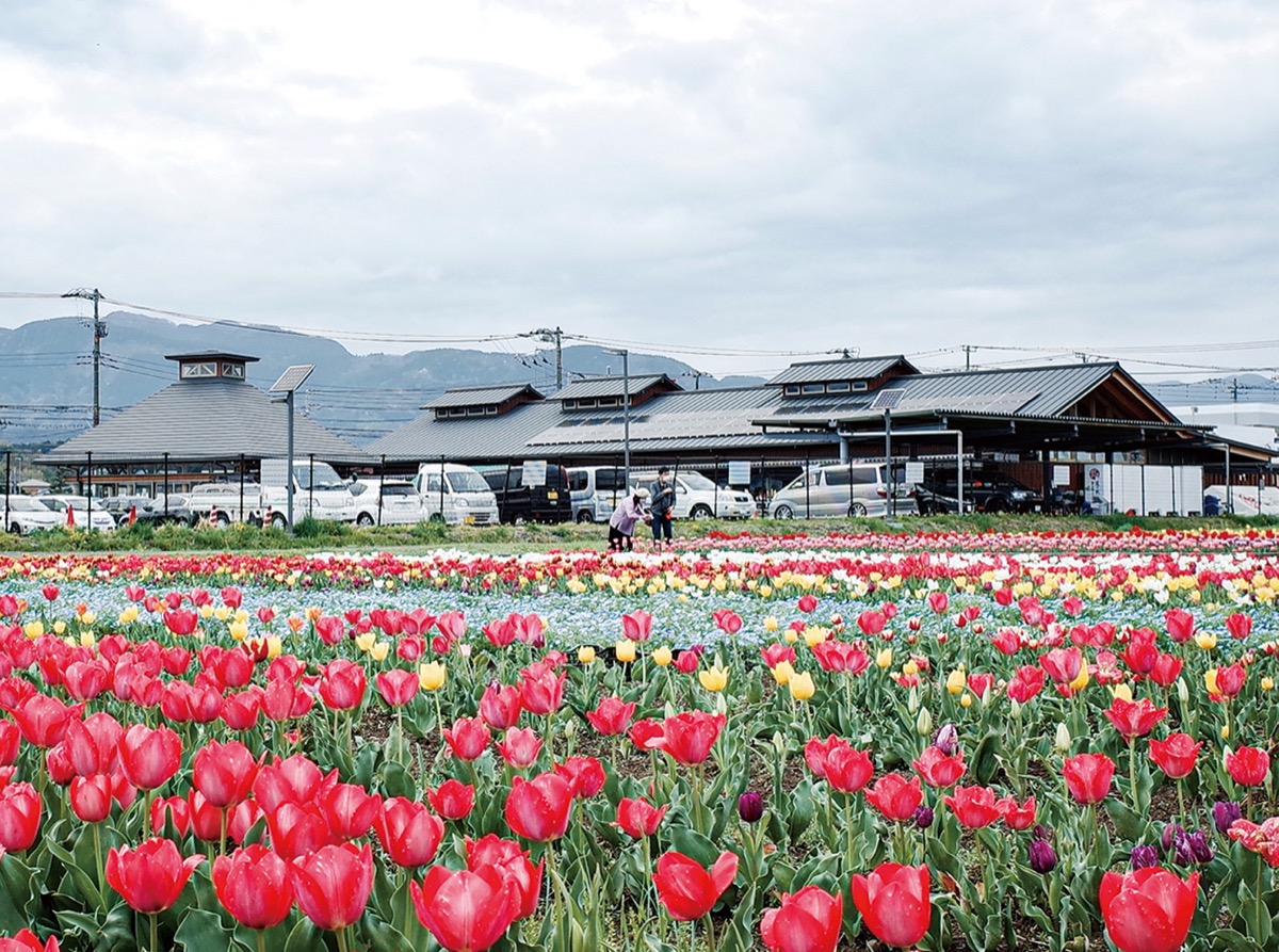 道の駅足柄・金太郎のふるさと（3月27日／南足柄市）