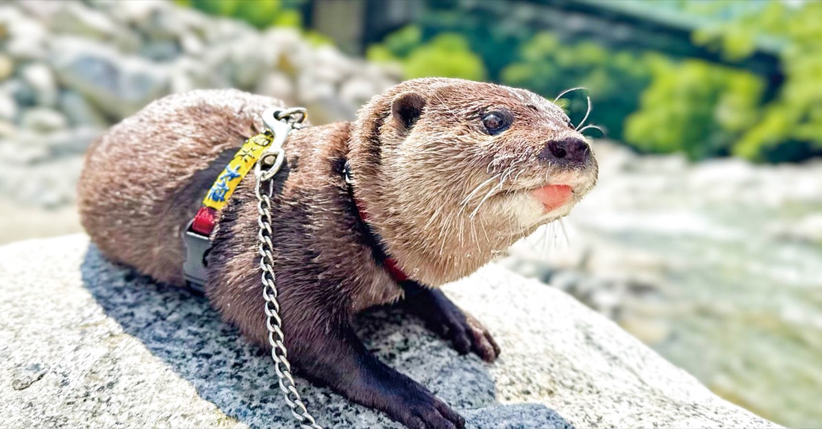 丹沢湖に可愛い観光大使