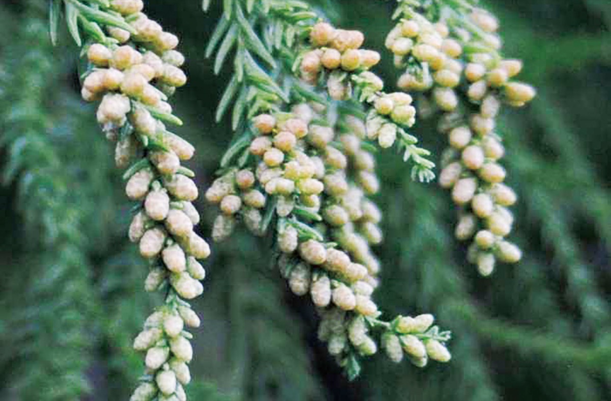 例年よりやや多い