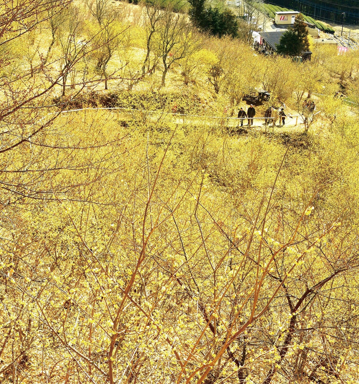 ロウバイまつり始まる