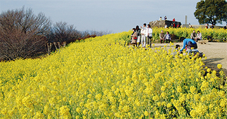 吾妻山の山頂斜面に広がる満開時の菜の花畑（過去の様子）