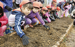 球根を植える竹田市の子供たち（今年１月）