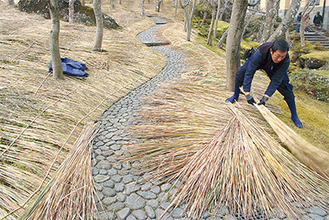 伊豆・大仁の農場で育った茅２００束を持ち込み、竹串と縄で留めてゆく