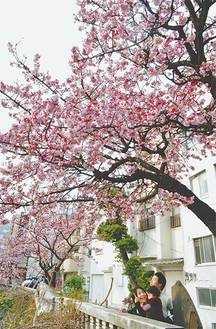 今月４日、ほぼ満開となった糸川の熱海桜