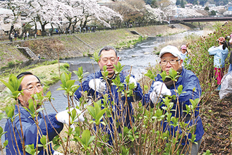 早川の桜並木の反対側にアジサイが植えられている