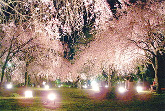 22本の桜が夜空に映える