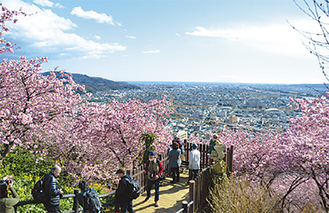 絶景と桜のコラボ＝6日撮影