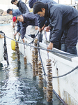 真鶴町は２年前に海士町から取り寄せた稚貝を沈め養殖を開始
