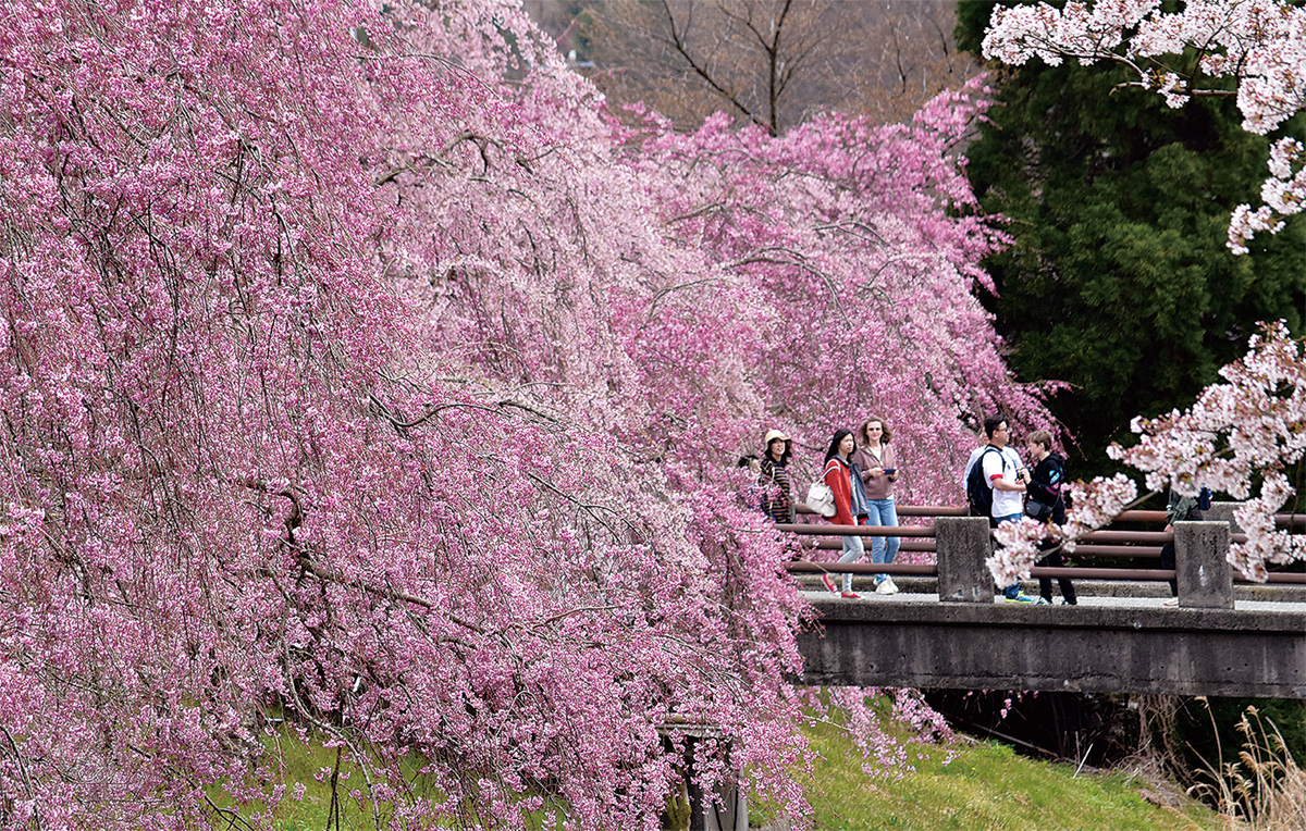 ほとばしる宮城野桜