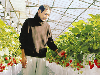 色づいたイチゴの並ぶ農園と実を手にする石田代表