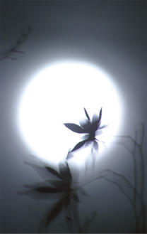 「満月の舞い」土田清さんの作品