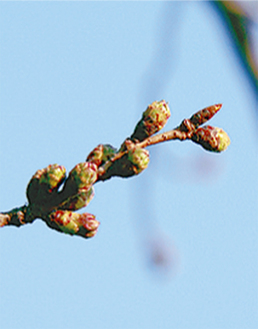 （ＨＰより）3月29日の水無川沿の桜