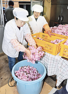樽に詰められる八重桜の花