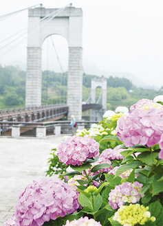 風の吊り橋とアジサイの花（６月19日 戸川公園）